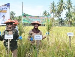Bupati Panen Raya Padi di Kecamatan Sebatik Timur Bersama Kelompok Tani Mamminasae