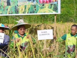 Panen Padi Gogo, Wagub Ingkong Dukung Penuh Swasembada Pangan