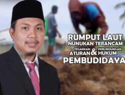Rumput Laut Nunukan Terancam, Tegakkan Aturan dan Perlindungan Hukum Bagi Pembudidaya