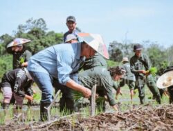 Tanam Padi Bersama : Langkah Nyata Bupati Bersama PESAT Malinau