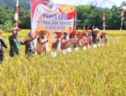 Semangat Petani Perbatasan, Panen Raya Krayan Jadi Harapan Swasembada Pangan