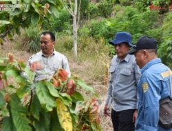 Wabup Identifikasi Pembudidayaan Kakao di Desa Metun Sajau