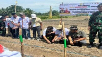 Pemprov Apresiasi Penanaman Jagung Komunitas Antar Etnis Indonesia Bersatu, Dukung Swasembada Pangan Kaltara