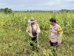 Polsek Sebuku Dampingi Warga Siapkan Lahan Jagung Pipil