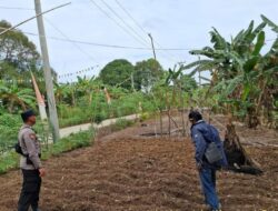 Polsek Sebatik Barat, Lakukan Pengecekan Lahan Jagung Dukung Ketahanan Pangan