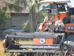 Bupati Nunukan Hadiri Panen Padi Bersama Kelompok Brigade Pangan