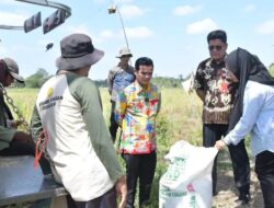 BULOG Serap Hasil Panen Petani, Bupati Nunukan Pantau Langsung di Lapangan