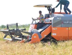 Bupati H. Irwan Sabri, Turun Langsung Ikut Panen Padi Gunakan Combine Harvester