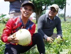 Kunjungi Kebun Melon dan Jagung, Bupati Serap Aspirasi, Melihat dan Mendegar Kebutuhan Petani