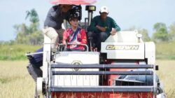 Dari Irigasi, Pemasaran, Hingga BBM Alsintan, Dialog Bupati Nunukan dengan Petani di Tengah Panen di Sungai Lancang