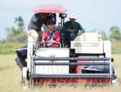Dari Irigasi, Pemasaran, Hingga BBM Alsintan, Dialog Bupati Nunukan dengan Petani di Tengah Panen di Sungai Lancang