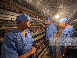 Kunjungi Sidrap, Bupati Malinau Tertarik Tiru Sukses Peternakan Ayam Petelur