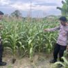 Personel Polsek Sebatik Barat, Monitoring Perawatan Tanaman Jagung Pipil