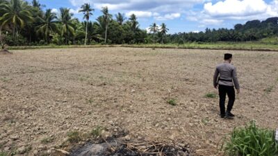 Personel Polsek Sebatik Timur, Mengecek Tanaman Jagung Pipil