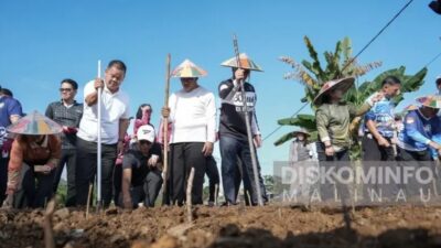 Pemkab Malinau, Optimalkan Lahan Tidur Melalui Program Tanam Jagung dan Komoditas Pangan