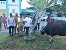 Wabup Malinau Serahkan Sapi Qurban Presiden RI, dan Pemerintah Daerah Kabupaten Malinau