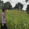 Monitoring Pertumbuhan Jagung di Sebatik Utara, Masa Panen Diperkirakan Segera Tiba