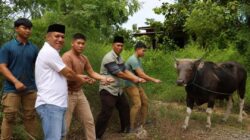 Polres Nunukan Laksanakan Pemotongan Hewan Qurban Idul Adha 1447 H untuk Masyarakat dan Personel