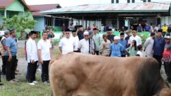 Momentum Hari Raya Iedul Adha,Pemkab Malinau Salurkan 43 Sapi Qurban Untuk Masyarakat