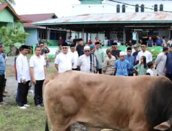 Momentum Hari Raya Idul Adha,Pemkab Malinau Salurkan 43 Sapi Qurban Untuk Masyarakat