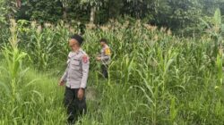 Dukung Swasembada Pangan, Polsek Lumbis Cek Pertumbuhan Jagung di Desa Mansalong