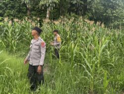 Dukung Swasembada Pangan, Polsek Lumbis Cek Pertumbuhan Jagung di Desa Mansalong