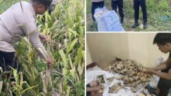 Komitmen Polri untuk Ketahanan Pangan, Polsek Sebatik Barat Dampingi Kelompok Tani Mega Abadi Jaya Panen Jagung