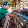 Gubernur Panen Perdana Ayam Petelur, Perkuat Ketahanan Pangan dan Gizi Masyarakat